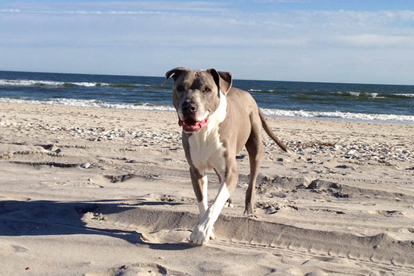 dog playing on beach