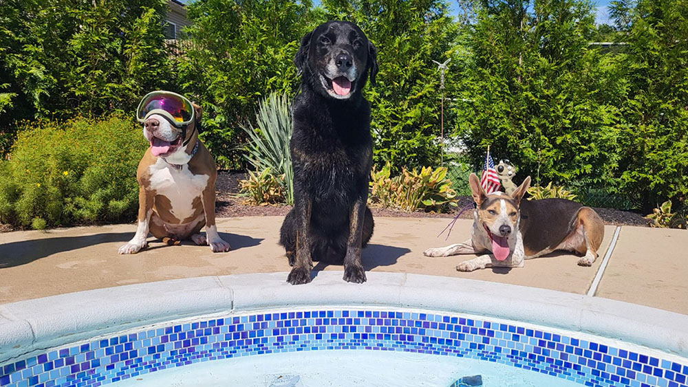 dogs by swimming pool