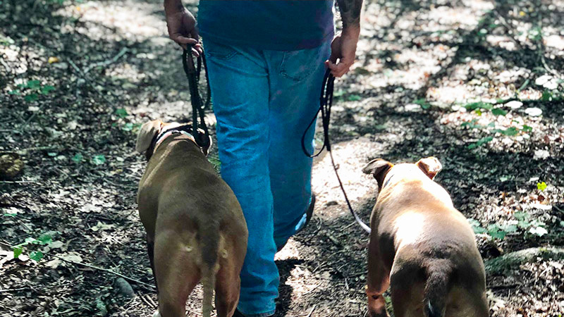 man walking relaxed dogs